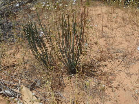 Image of Drimia fragrans (Jacq.) J. C. Manning & Goldblatt