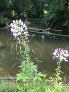 Image of Cleome guaranitica (Chod. & Hassl.) Briquet