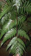 Image of Chain Fern Rhizome