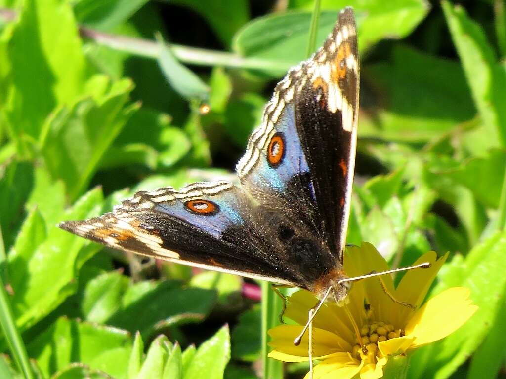 Слика од Junonia orithya minagara Fruhstorfer 1904