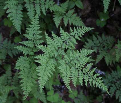 Image of mountain bladderfern