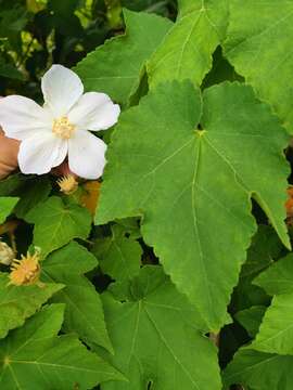 Image of Corynabutilon vitifolium (Cav.) Kearney