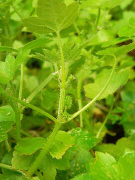 Image of Drusa glandulosa (Poir.) H. Wolff ex Engl.