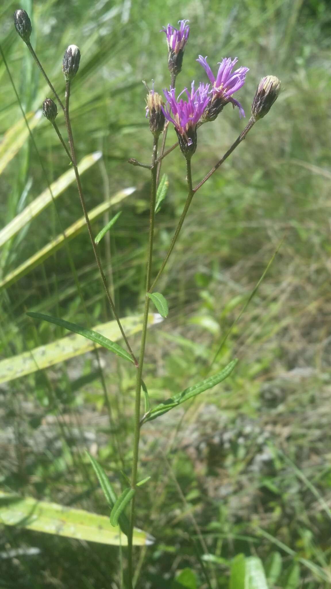 صورة Vernonia blodgettii Small