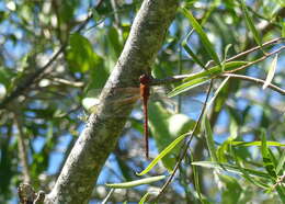 Image of Coryphaeschna perrensi (McLachlan 1887)