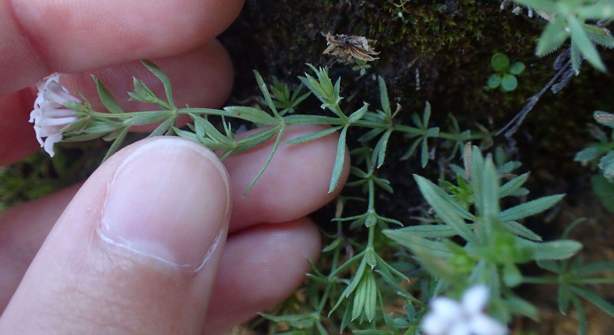 Asperula hirta Ramond的圖片