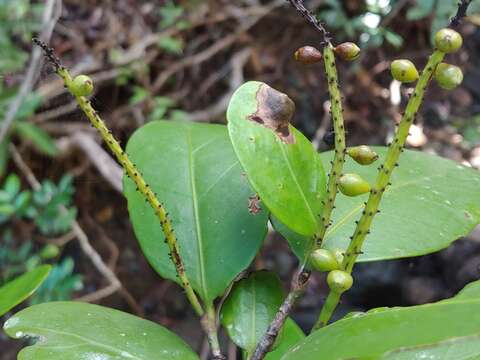 Coccoloba costata Wright apud Sauvalle resmi