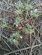 Image of Pygmy Bluet