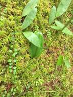 Galearis rotundifolia (Banks ex Pursh) R. M. Bateman resmi