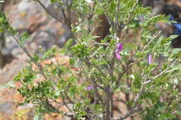 صورة Mundulea sericea subsp. sericea