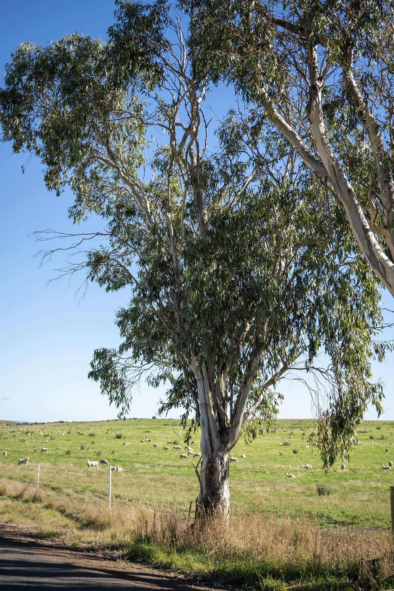 Plancia ëd Eucalyptus pauciflora subsp. pauciflora