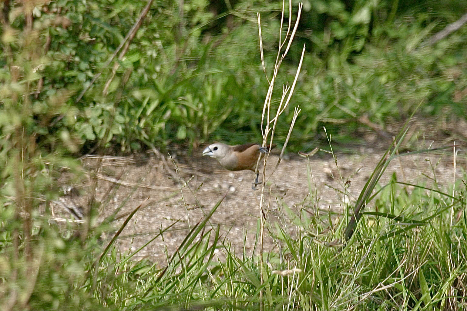 Image of Pale-headed Munia