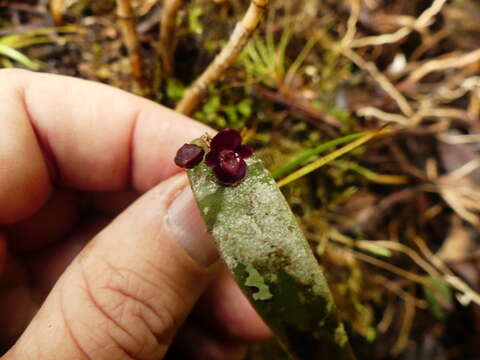 Image de Pleurothallis lacera Luer