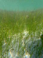 Image of Shoalgrass