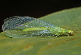 Image of Plesiochrysa