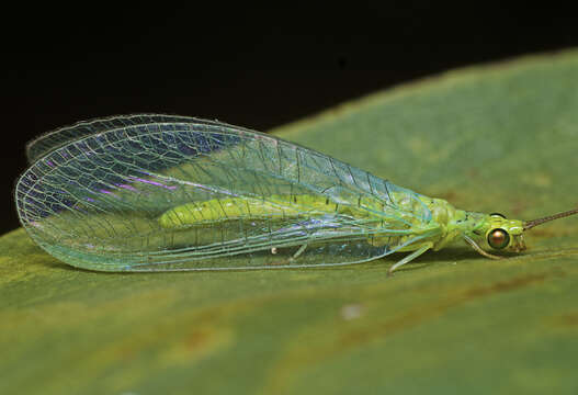 Image of Plesiochrysa