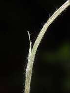 Image de Antennaria howellii subsp. canadensis (Greene) R. J. Bayer