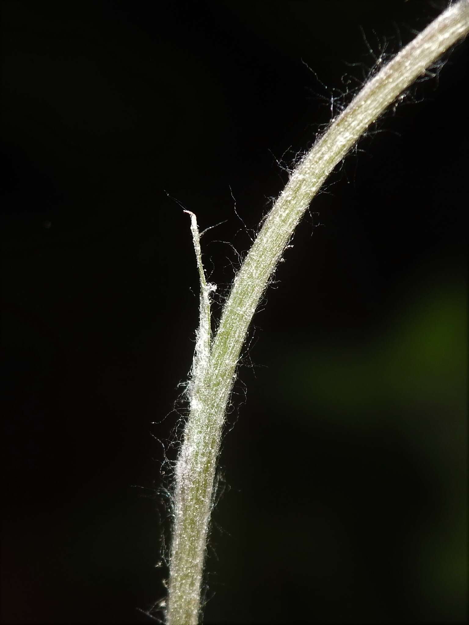 Image de Antennaria howellii subsp. canadensis (Greene) R. J. Bayer