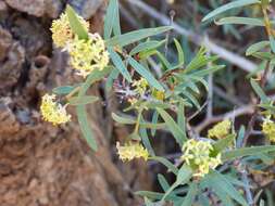 Image of Pimelea microcephala R. Br.