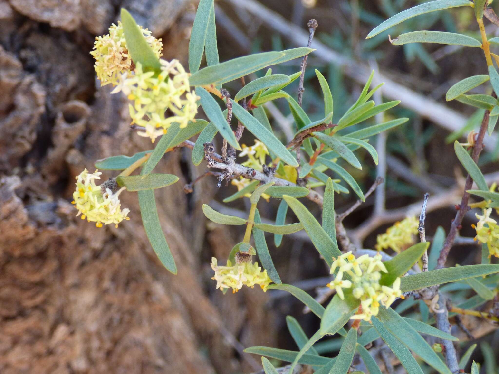 Image of Pimelea microcephala R. Br.