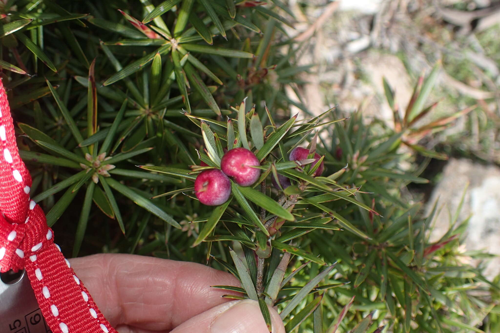 Imagem de Cyathodes glauca Labill.