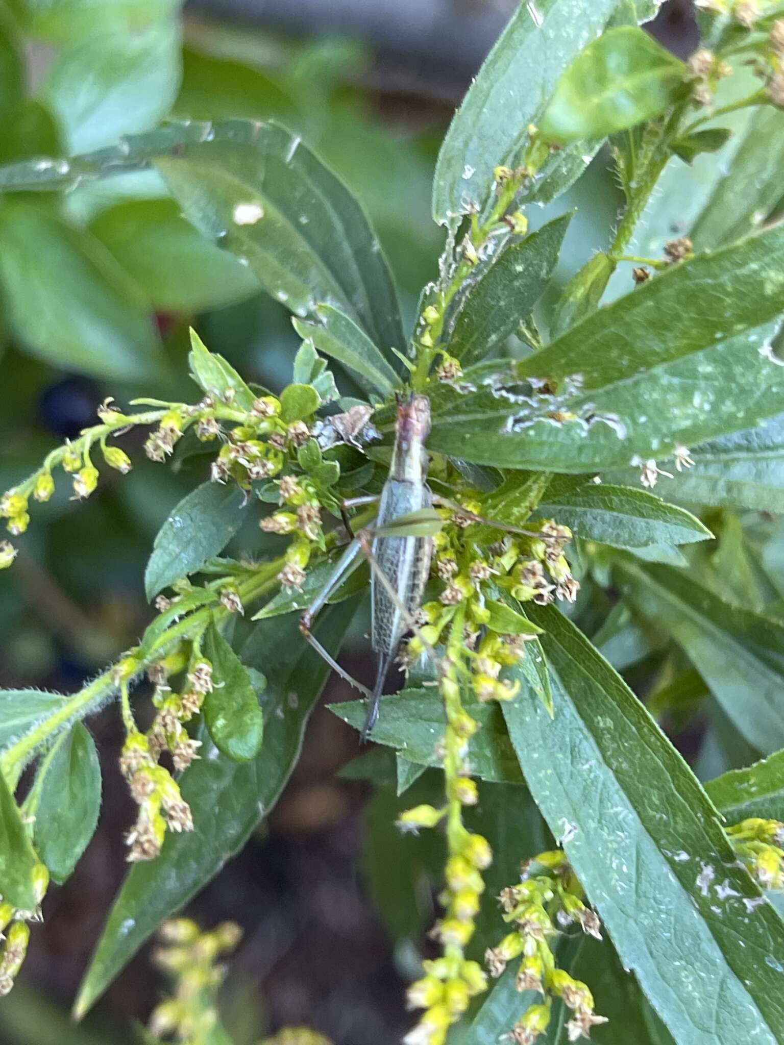 Imagem de Oecanthus californicus pictipennis Hebard 1935