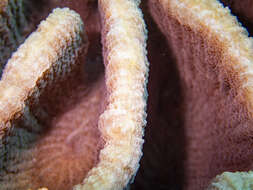 Image of Common lettuce coral
