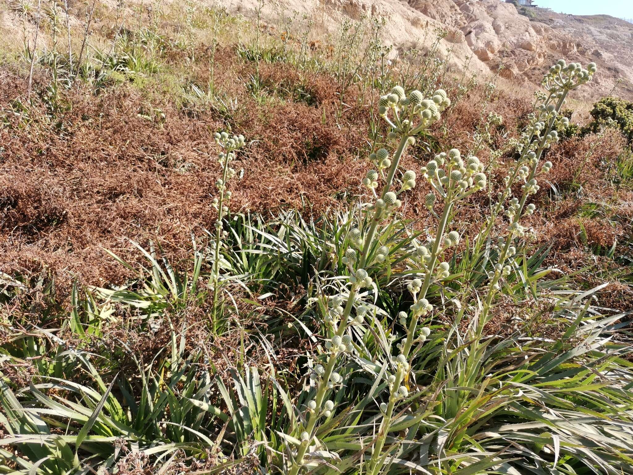 Eryngium humboldtii Delar. resmi