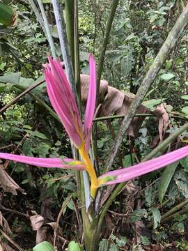 Image of Heliconia aemygdiana Burle-Marx