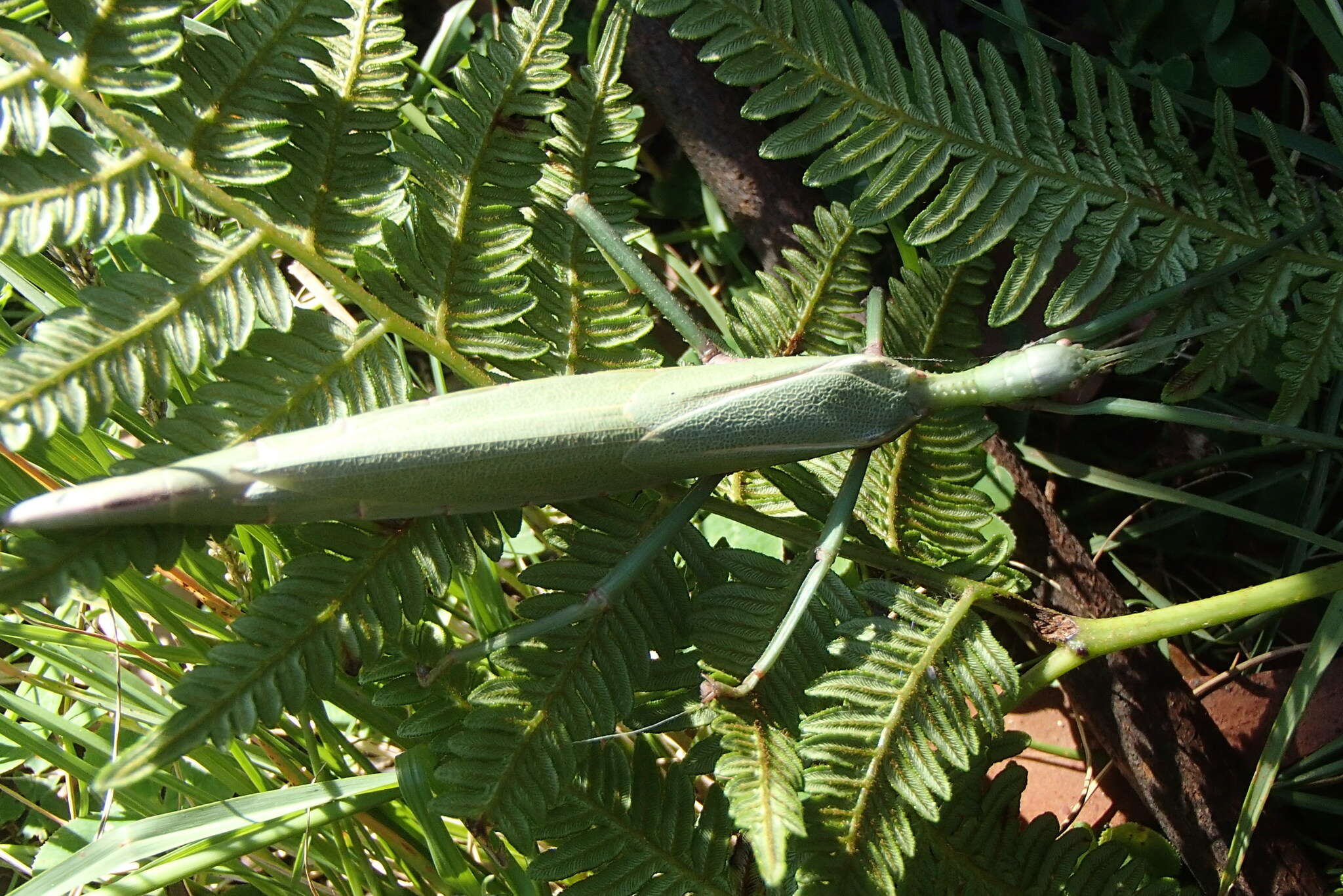 Image of Podacanthus wilkinsoni Macleay & W. J. 1881