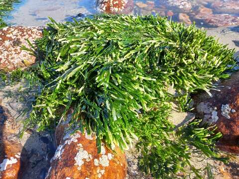 Caulerpa filiformis的圖片