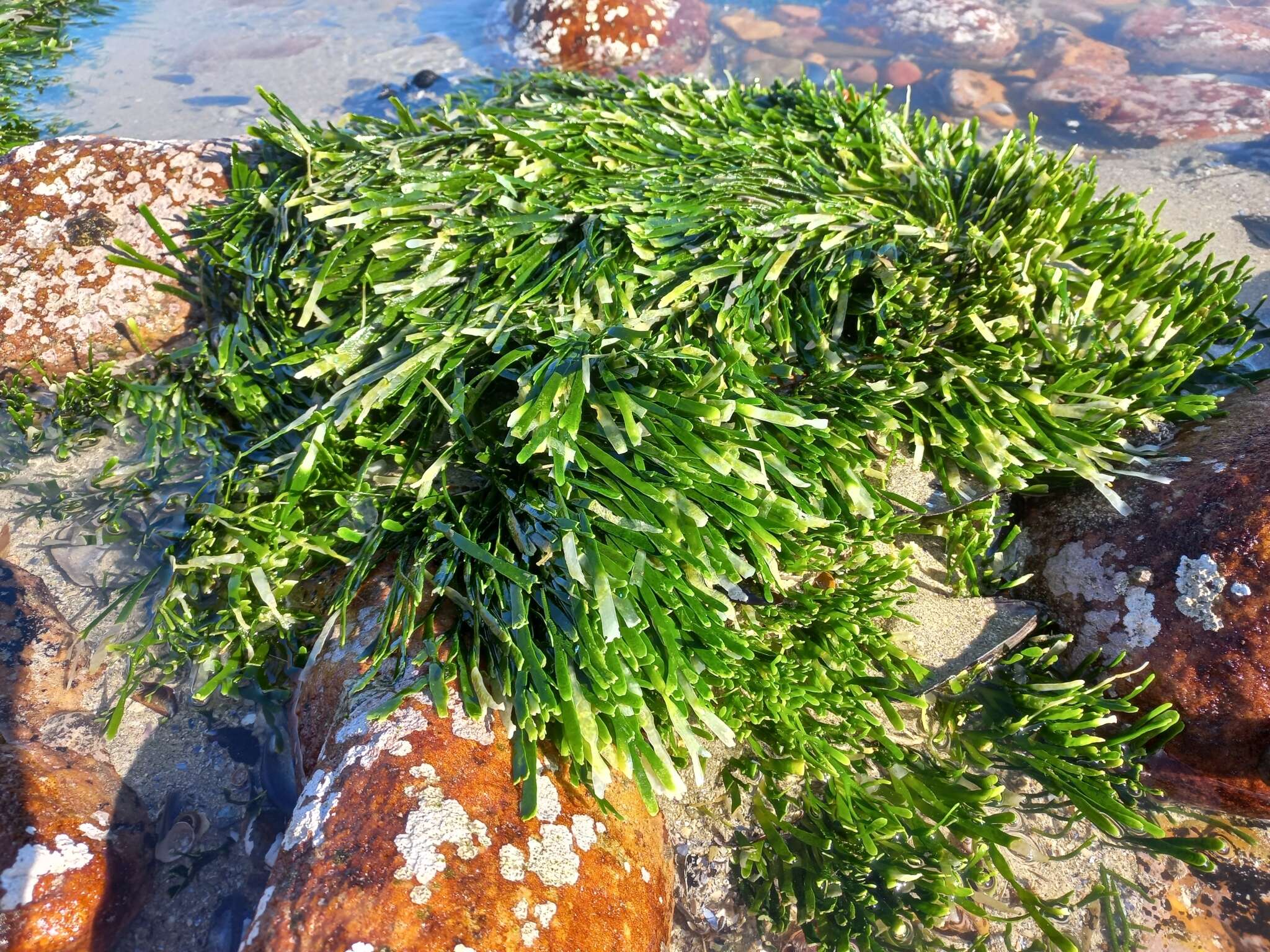 Image of Caulerpa filiformis