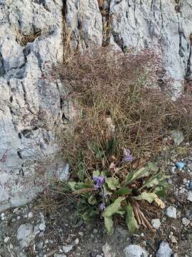 Image of Limonium hirsuticalyx Pignatti