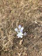 صورة Triteleia grandiflora Lindl.