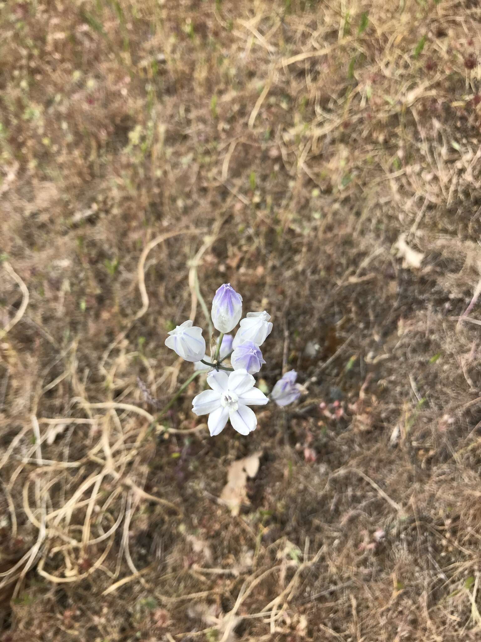 صورة Triteleia grandiflora Lindl.