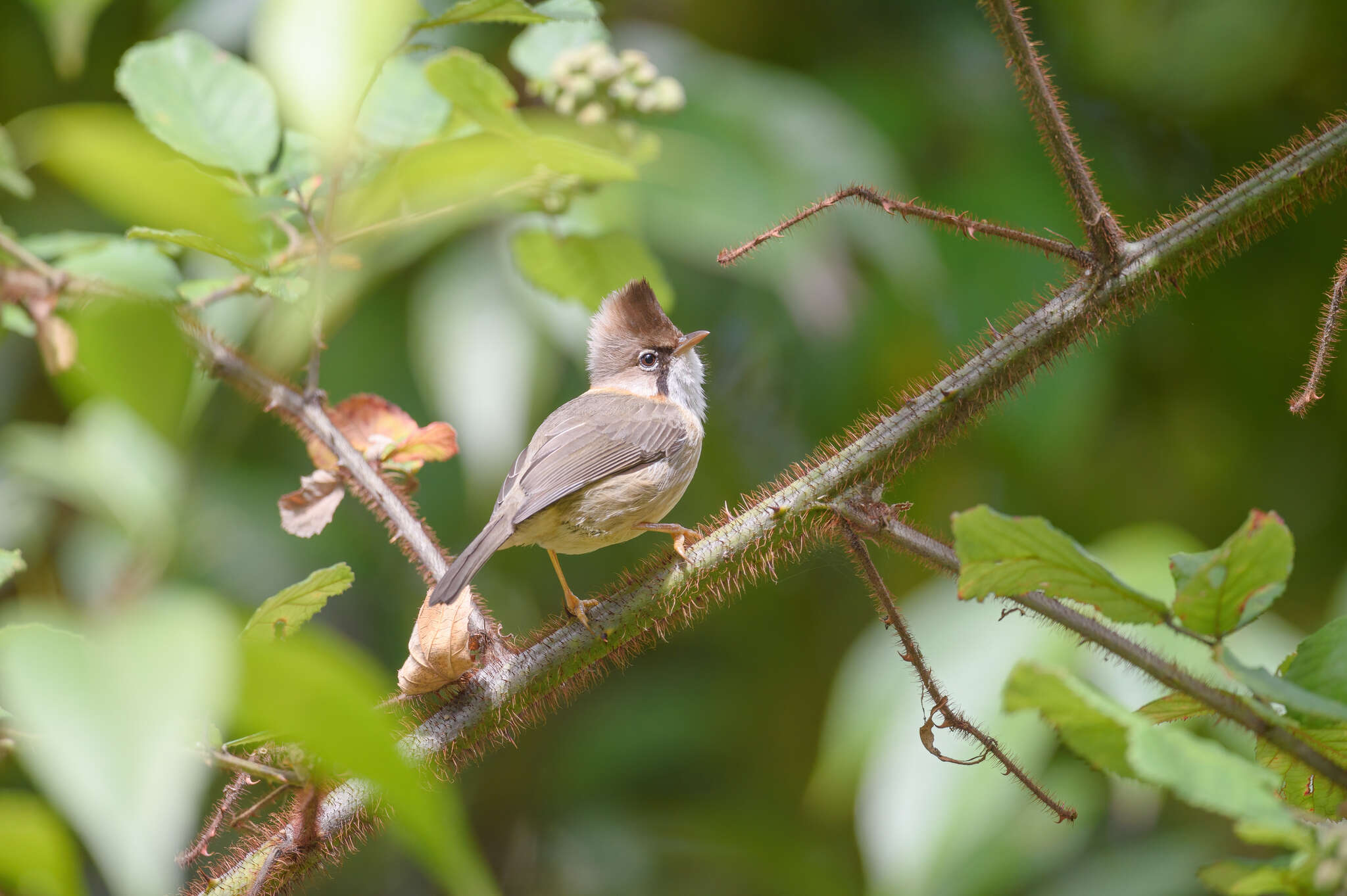 Plancia ëd Yuhina flavicollis Hodgson 1836