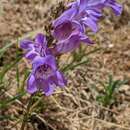 Image of Penstemon leiophyllus var. leiophyllus