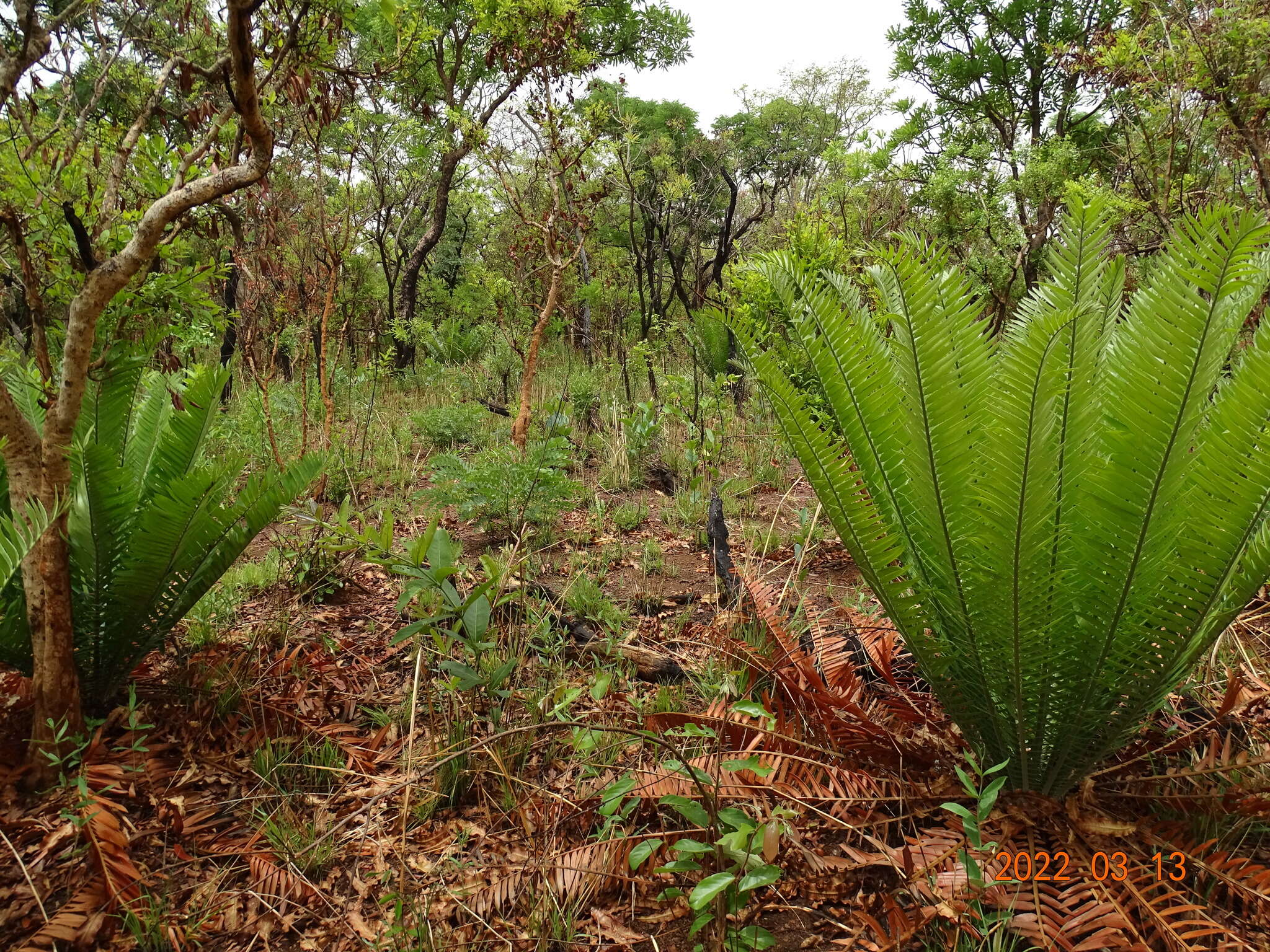 Image of Nile Cycad