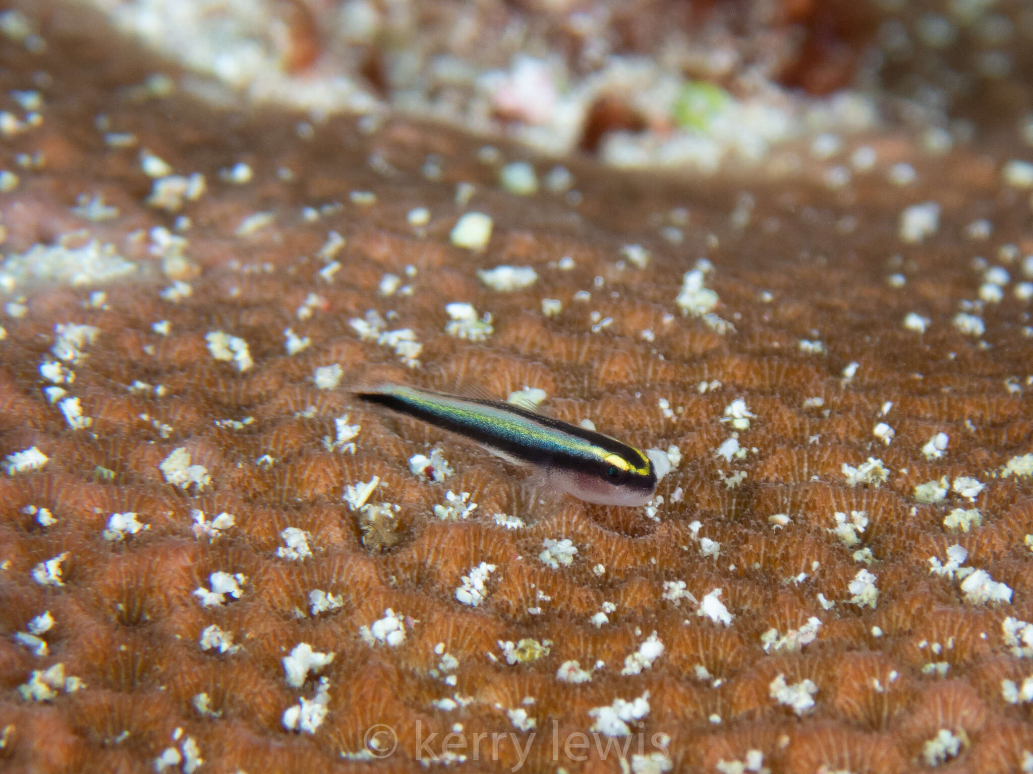 Image of Cayman cleaner goby