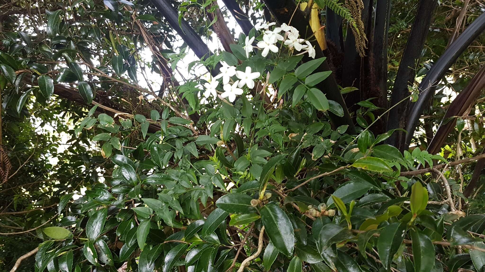 Image of pink jasmine