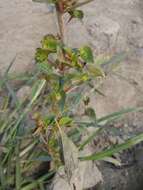 Image of Asian copperleaf