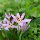 صورة Colchicum cupanii subsp. glossophyllum (Heldr.) Rouy