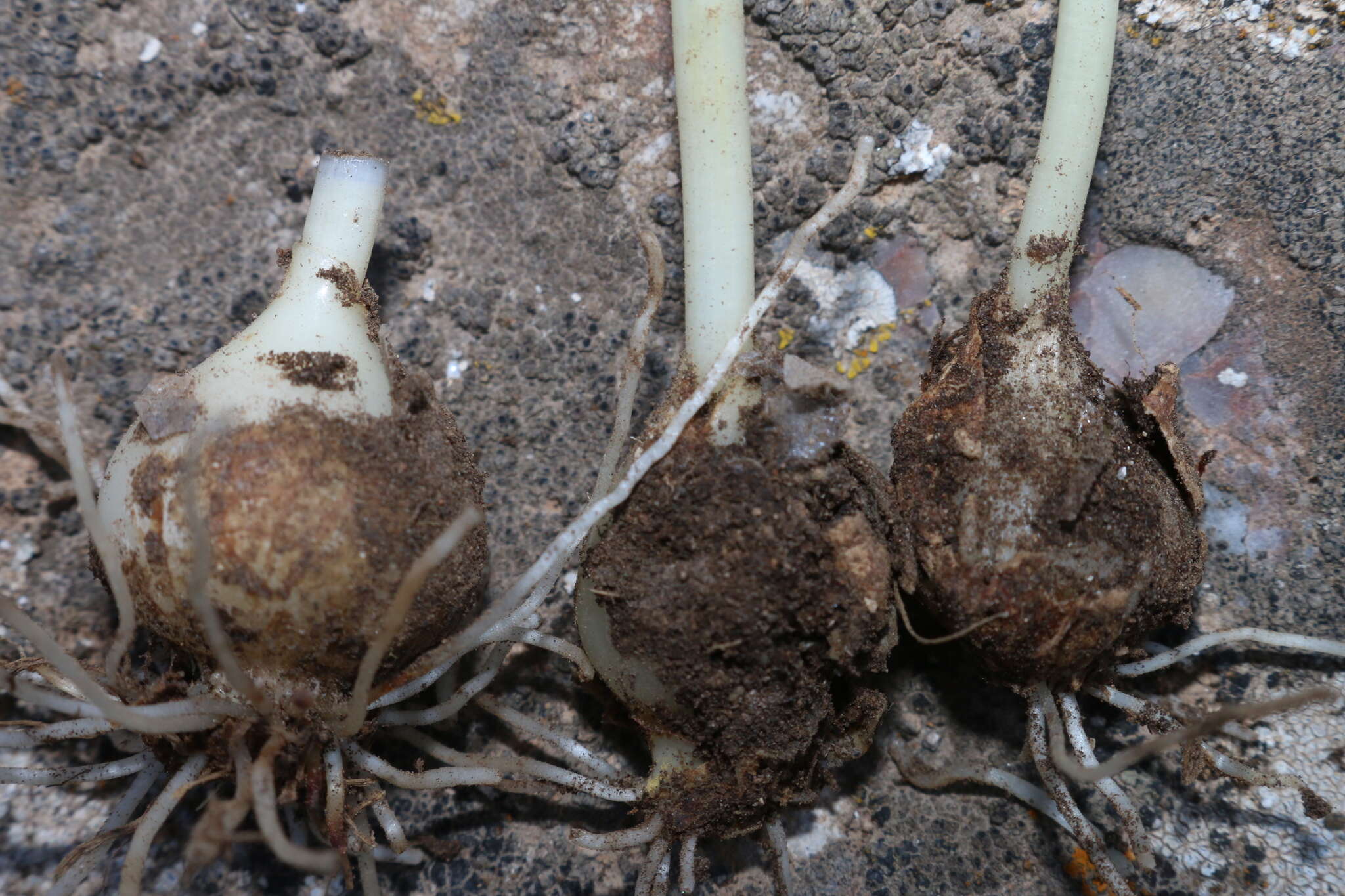 Image of Allium chamaespathum Boiss.