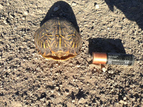 Image of Desert box turtle