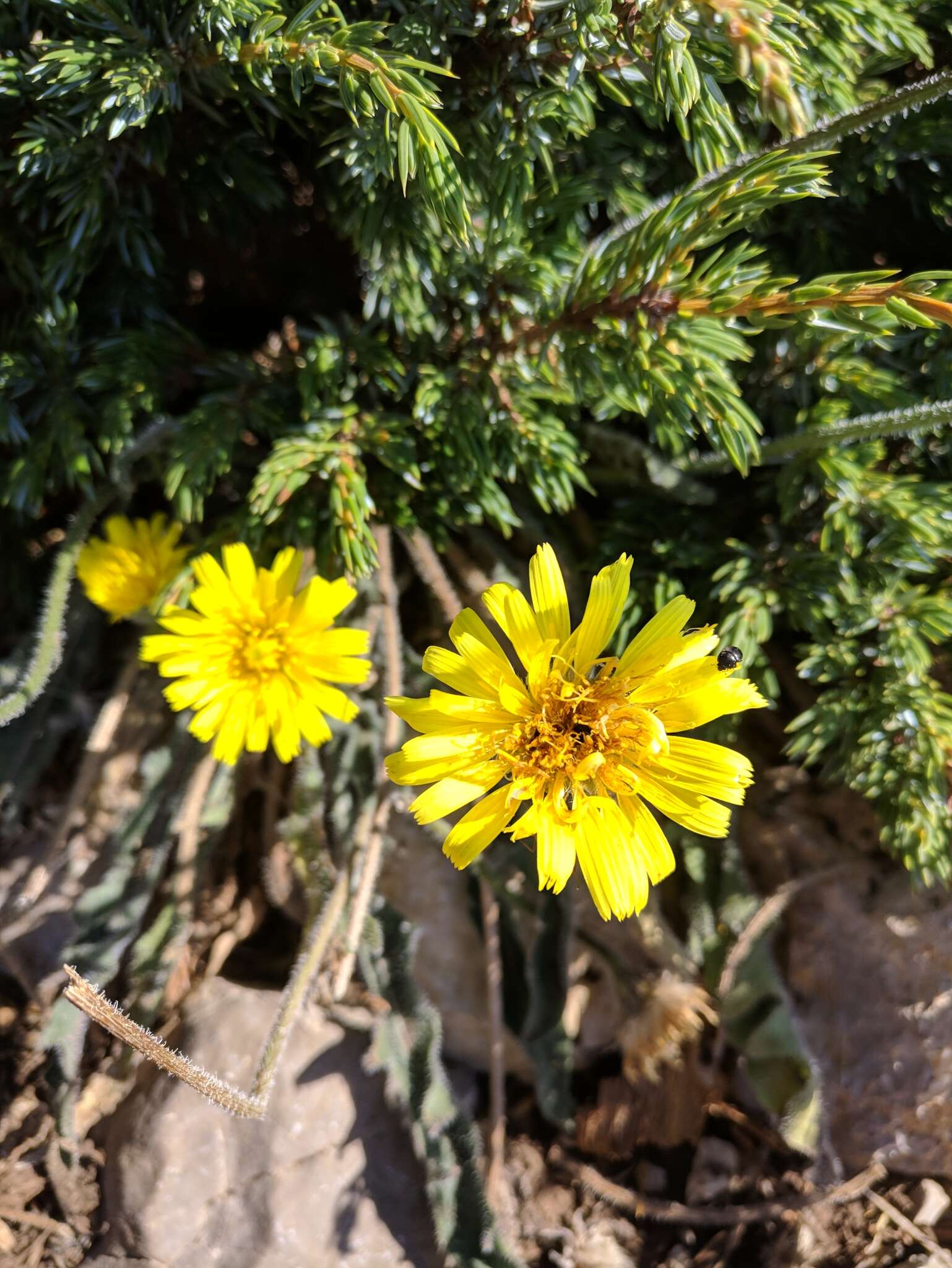 Image of Leontodon biscutellifolius DC.