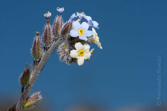 Image of Myosotis discolor subsp. dubia (Arrondeau) Blaise