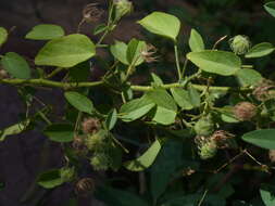 Image of Pavonia arabica Hochst. ex Steud.