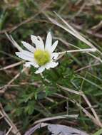 Imagem de Anemone decapetala Ard.