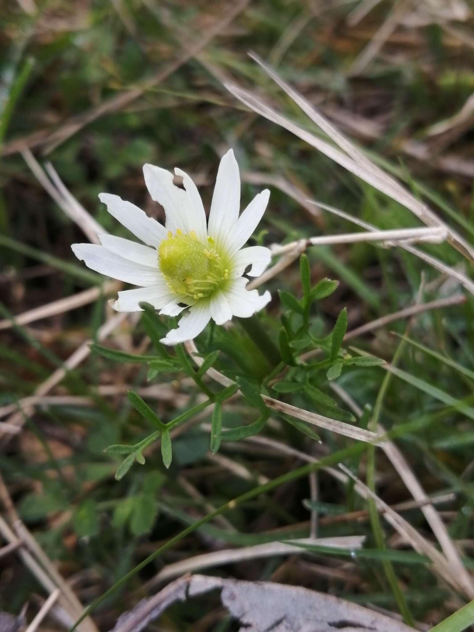 Imagem de Anemone decapetala Ard.