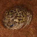 Image of Kunapalari Frog